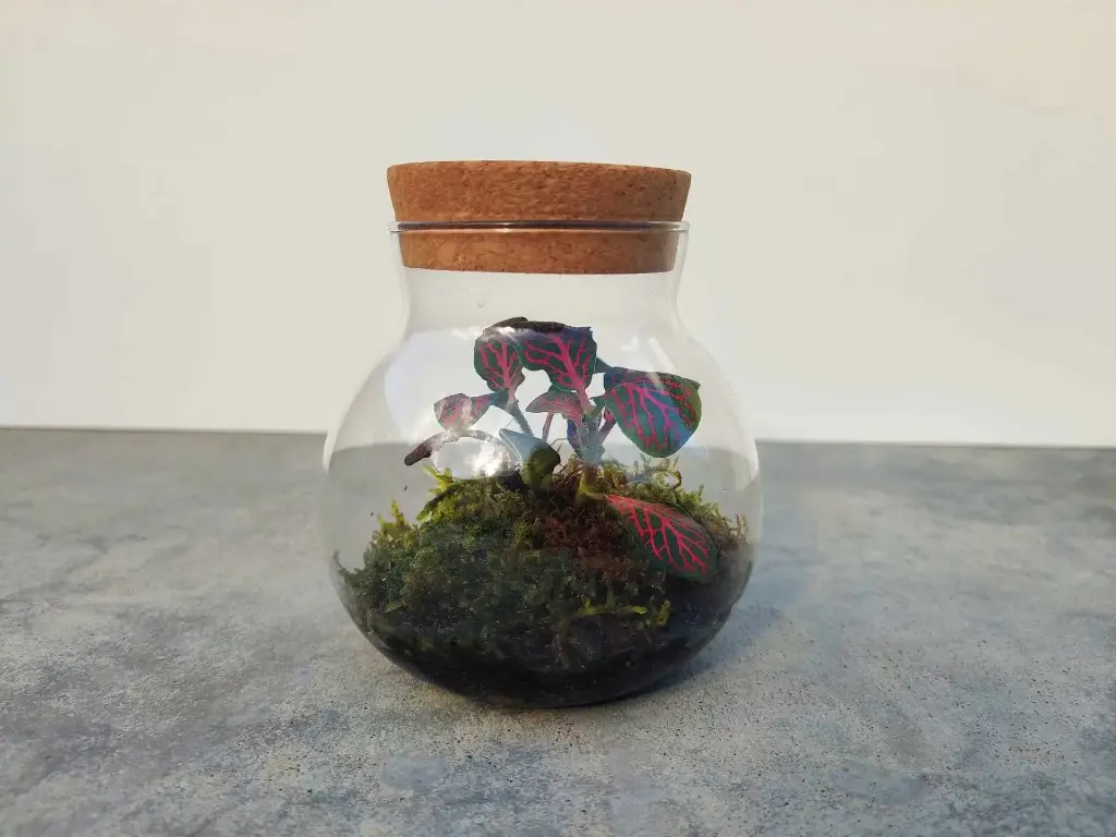 Terrarium avec Fittonia Red - 11 cm 