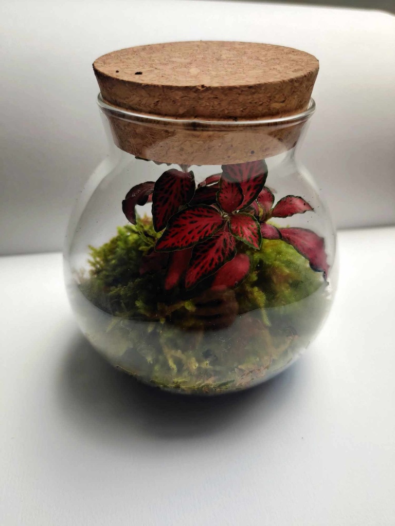 Terrarium avec Fittonia Forrest Flame - 11 cm 