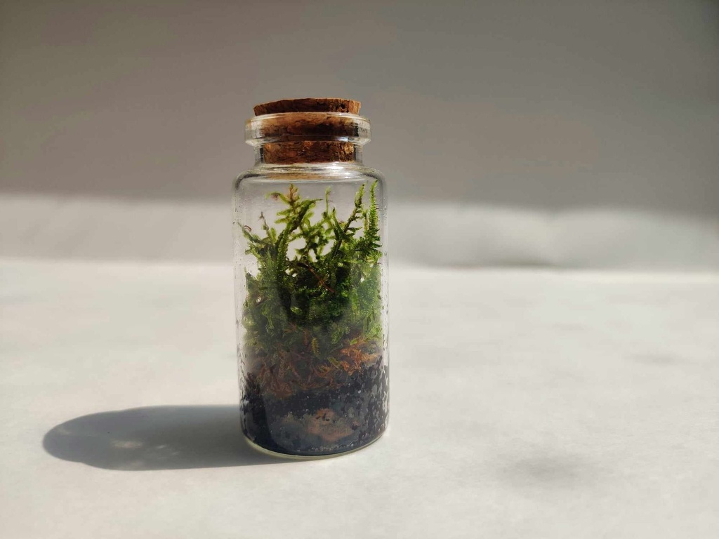 Terrarium - 6 cm