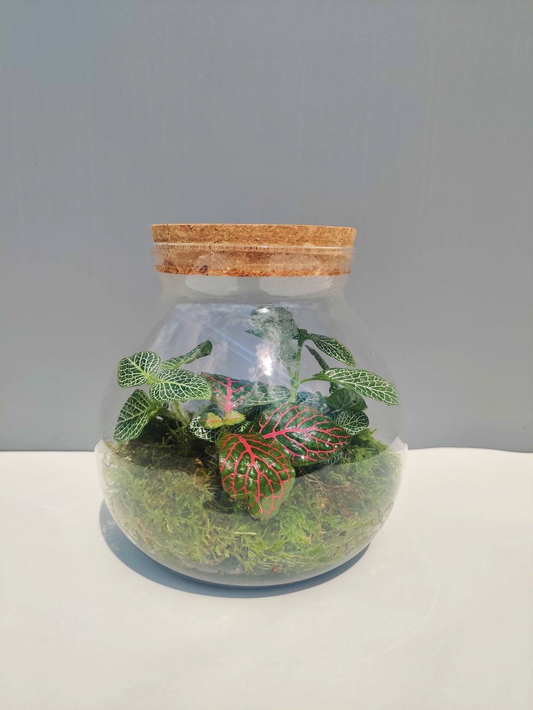 Grand Terrarium avec Fittonias - 16 cm 