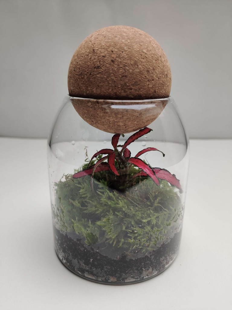 Terrarium avec Fittonia Forrest Flame - 13 cm 