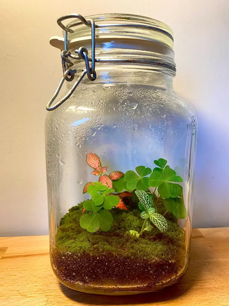 Terrarium unique - 20 cm 