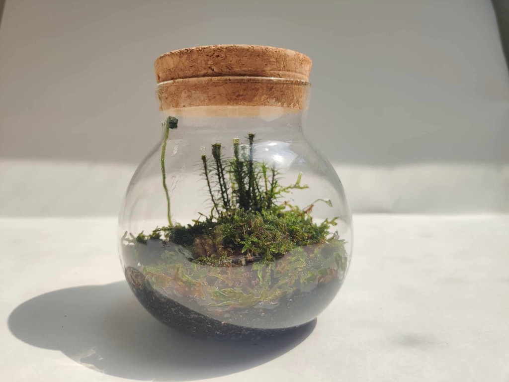 Terrarium mousse - 11 cm