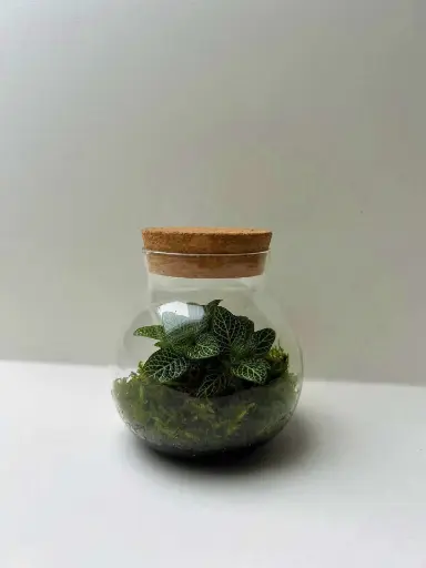 Terrarium avec Fittonia White - 11 cm