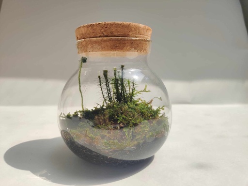 Terrarium mousse - 11 cm